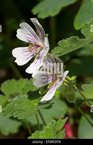 Dei Fiori di hardy perenni sempreverdi, geranio renardii, una tarda primavera - inizio estate bloomer Foto Stock