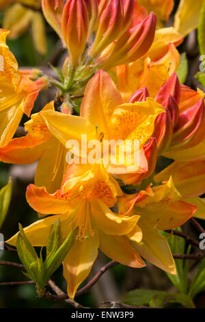 I fiori di maggio del deciduo di azalee e rododendri 'Sunbeam' Foto Stock