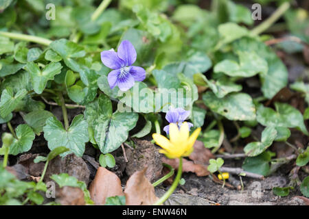 Viola riviniana, il cane comune-violetto. Altri nomi: legno violetta, cane viola. È una pianta perenne di erbe. Foto Stock