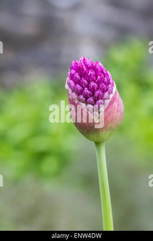 Close up di un bulbo di allium fiore appena sul punto di scoppiare aperto. Preso in formato verticale. Foto Stock