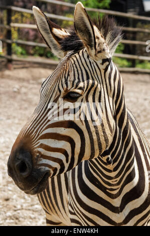 Ritratto della testa zebra montana di Hartmann da vicino Foto Stock