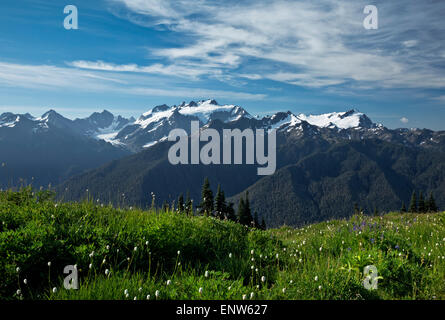 WA10690-00...WASHINGTON - di lupino e moutain bistort che fiorisce in un prato lungo l Alta dividere con il monte Olimpo e il Monte Tom Foto Stock