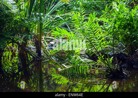 Selvaggia foresta tropicale paesaggio verde con piante che crescono in acqua Foto Stock