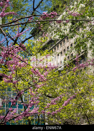 Primavera in Union Square Park, New York, Stati Uniti d'America Foto Stock