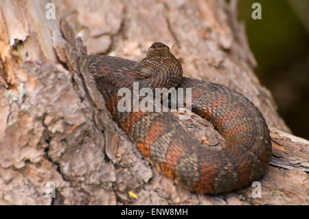 Acqua settentrionale Snake (Nerodia sipedon), Burr Pond State Park, Connecticut Foto Stock