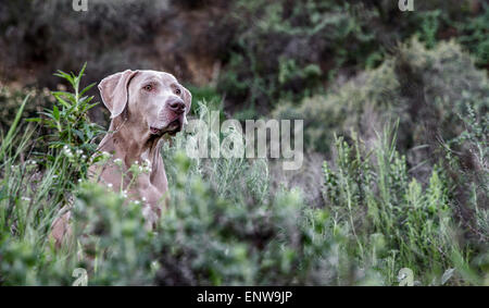 Weimaraner cane nel mare di lussureggianti piante verdi nella natura con testa sporgente al di sopra della crescita Foto Stock