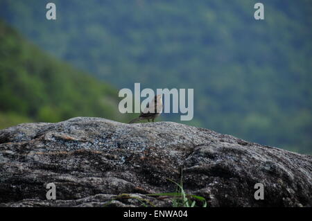 Un uccello seduto su una roccia Foto Stock