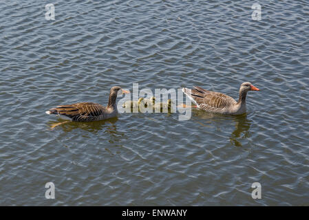 Oche con graziosi goslings nell'acqua Foto Stock