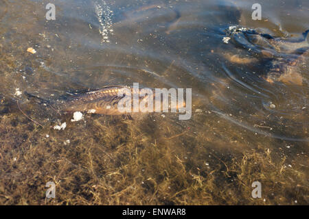 Carpe grandi pesci in laghetto vicino alla riva Foto Stock