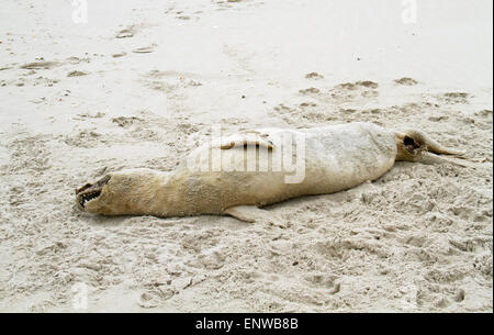 Guarnizione morto sulla spiaggia Foto Stock
