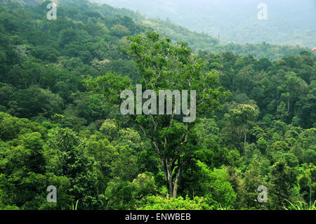 Alberi della foresta! Foto Stock