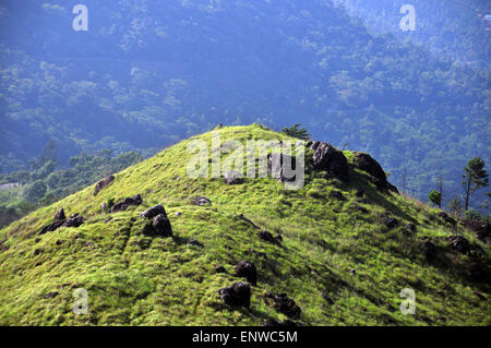 Ponmudi colline, Kerala, India Foto Stock