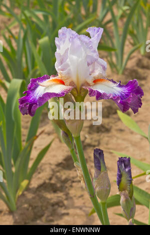 Campo dei fiori di iris in Keizer Oregon. Foto Stock