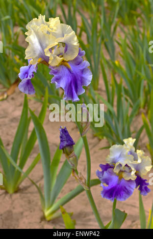 Campo dei fiori di iris in Keizer Oregon. Foto Stock