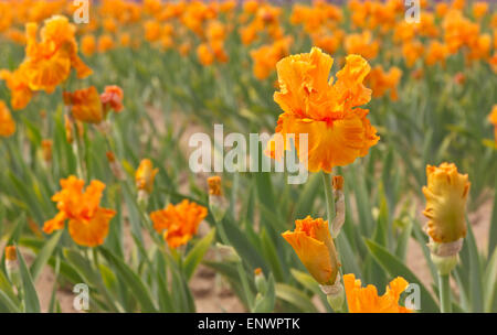 Campo dei fiori di iris in Keizer Oregon. Foto Stock