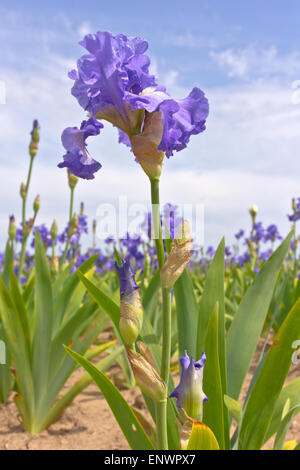 Campo dei fiori di iris in Keizer Oregon. Foto Stock