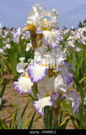 Campo dei fiori di iris in Keizer Oregon. Foto Stock