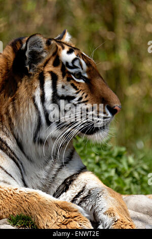 La ritrattistica di una tigre indiana (Panthera tigris), Foto Stock