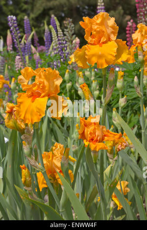 Campo dei fiori di iris in Keizer Oregon. Foto Stock