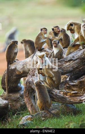 Toque Macaque - Bundalla Yala NP, Sri Lanka Foto Stock