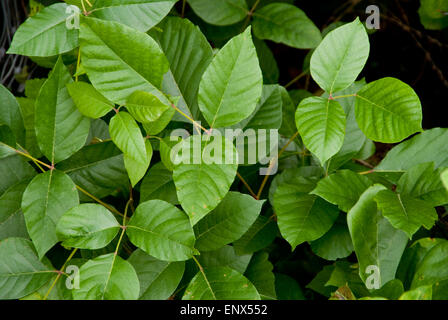 Poison Ivy Foto Stock