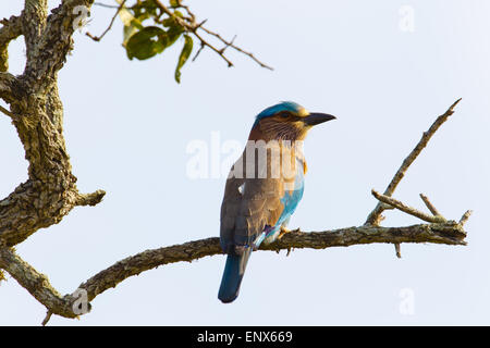 Rullo indiano - Ruhunu Yala NP, Sri Lanka Foto Stock