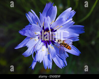 Hoverfly su un fiore blu Foto Stock