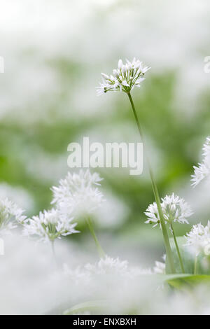 Un unico aglio selvatico (Allium ursinum) fiore si eleva alto nei boschi a Stackpole, Pembrokeshire. Foto Stock