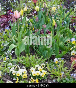 Fiore di primavera letto con pansies e tulipani nel maggio del giardino, Svezia. Foto Stock