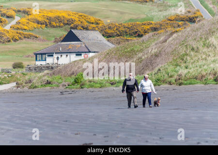 Due cani da passeggio sulla spiaggia di Newport Sands in un ventoso giorno di soffiatura, il Pembrokeshire Coast National Park, Galles UK a maggio Foto Stock