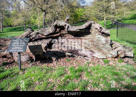 Queen Elizabeth della vecchia quercia rimane, il parco di Greenwich, Londra Foto Stock