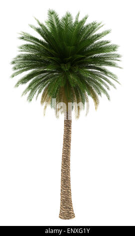 Isola Canarie data Palm tree isolato su bianco Foto Stock