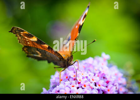 Pavone europea Foto Stock