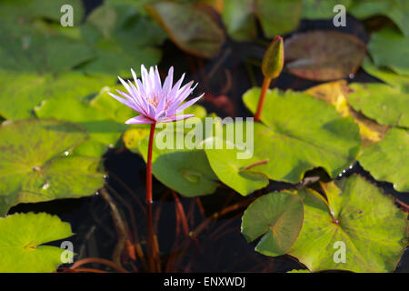 Rosa fiore di loto che fiorisce in piscina Foto Stock