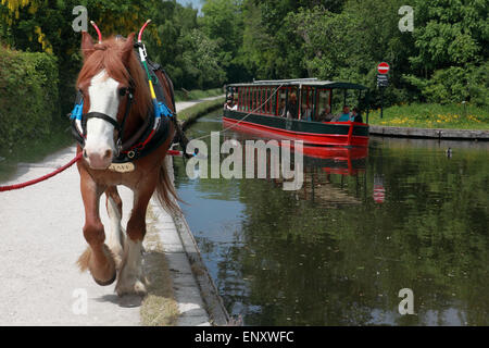 Uno del cavallo e barche che viaggiano tra Llangollen Wharf fino la Dee valley verso Llantysilio Foto Stock