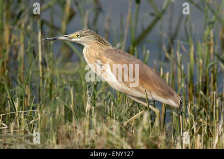 Una Sgarza ciuffetto (Ardeola ralloides) in piedi in canne Foto Stock