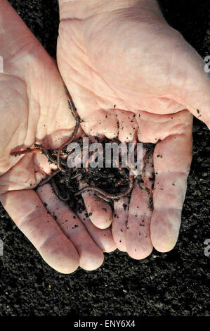 Il compost e worm nelle mani di un giardiniere. Foto Stock