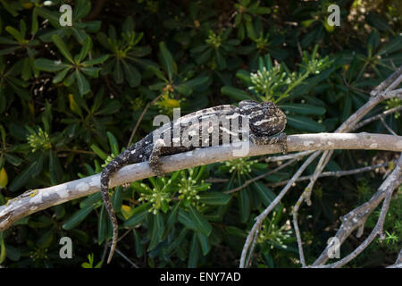 Camaleonte comune, Chamaeleo chamaeleon, chiamato anche Mediterraneo Chamaeleon, da Malta. Foto Stock