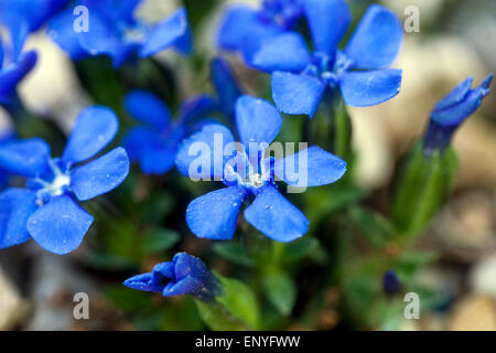 La molla genziana, Gentiana verna close up Foto Stock