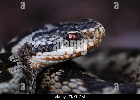 Adder Foto Stock