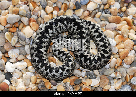 Adder Foto Stock