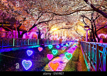 Di notte fiori ciliegio, città di Busan in Corea del Sud Foto Stock