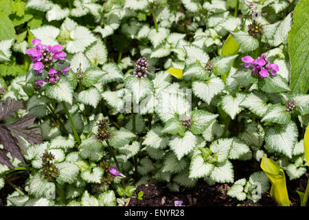 Fiori e fogliame color argento del hardy la copertura del terreno, Lamium maculatum "Faro Silver" Foto Stock