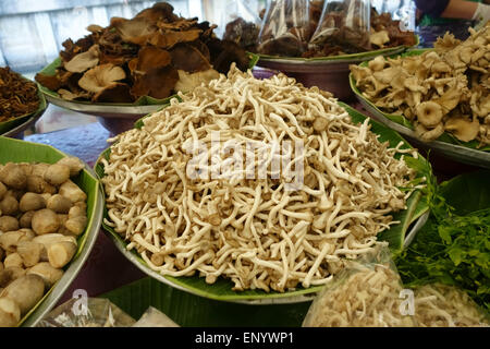 Vari tipi di locali di funghi commestibili e funghi su un cibo in stallo a Bangkok mercato alimentare, Thailandia, Febbraio Foto Stock