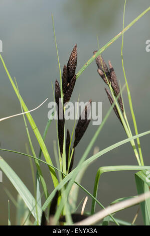 Comune o black sedge, Carex nigra, fioritura sulla banca del Kennet and Avon Canal, Hungerford, Berkshire, Aprile Foto Stock