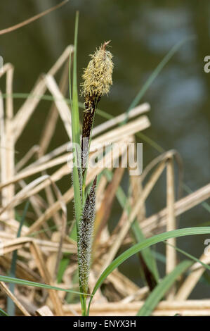 Comune o black sedge, Carex nigra, fioritura sulla banca del Kennet and Avon Canal, Hungerford, Berkshire, Aprile Foto Stock