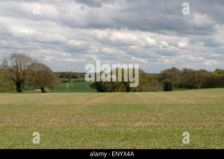 Le righe di una giovane del raccolto di orzo primaverile su un bel inizio giornata di primavera con con alberi provenienti in foglia, Berkshire, Aprile Foto Stock