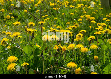 Giallo fioritura di tarassaco, Taraxacum officinale, inb molla, Berksahire, Aprile Foto Stock