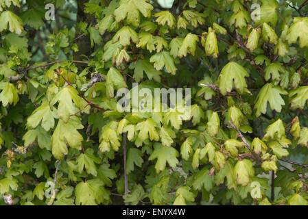 Foglie giovani di una siepe di acero campestre, Acer campestre, in primavera, Berkshire, Aprile Foto Stock