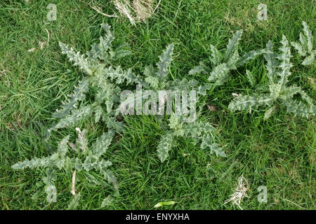 Giovani creeping thistle piante, Cirsium arvense, self-seminate in erba dei pascoli in primavera, Berkshire, Aprile Foto Stock